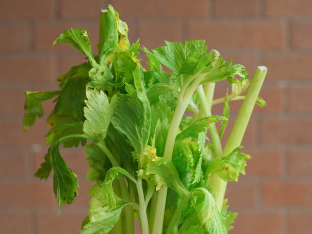 تصویر 3 از کرفس مزرعه‌ ای درجه یک مناسب مصرف خام و پخت‌ و پز