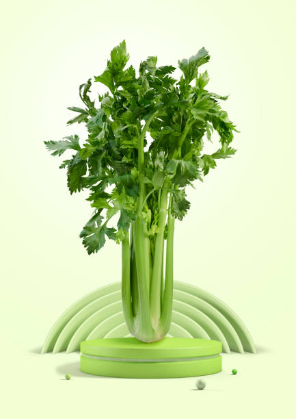 تصویر 2 از کرفس مزرعه‌ ای درجه یک مناسب مصرف خام و پخت‌ و پز