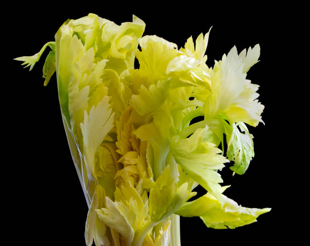 تصویر 2 از کرفس سبز پر آب مناسب تهیه خورش کرفس اصیل ایرانی