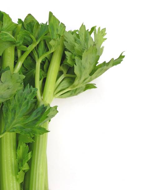 تصویر 1 از کرفس سبز پر آب مناسب تهیه خورش کرفس اصیل ایرانی