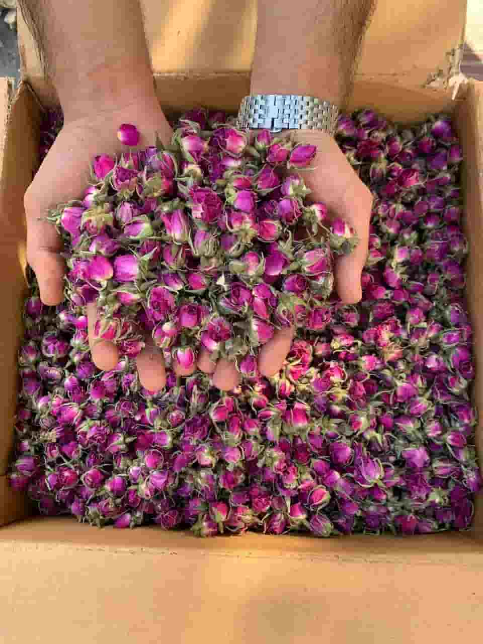 تصویر 4 از غنچه گل محمدی آرامبخش گیاهی خوشبو