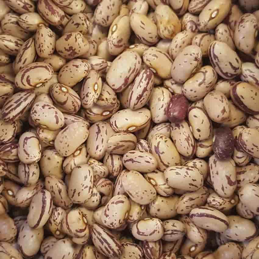 تصویر 1 از لوبیا چیتی نرم خوشپخت سنتی