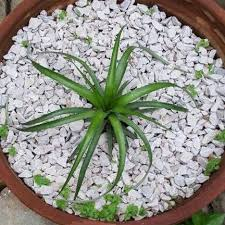 تصویر 3 از پوکه معدنی برای گلدان و گیاهان