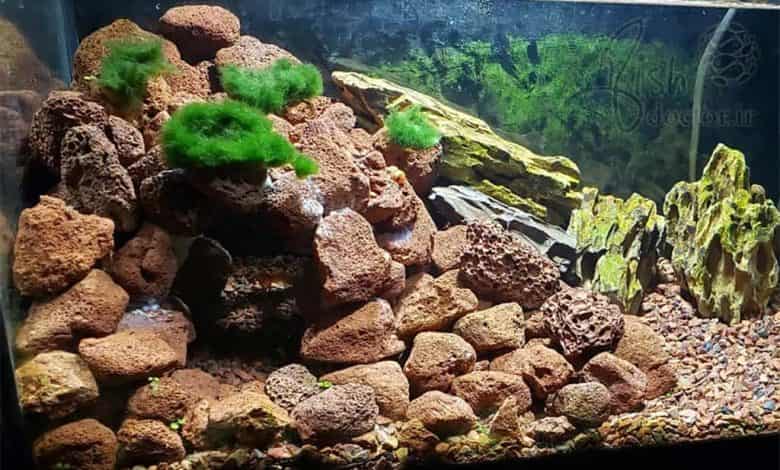 پوکه معدنی برای آکواریوم شفاف و مقاوم