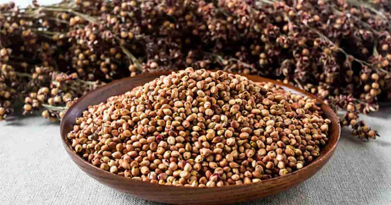 تصویر 5 از گشنیز گیاه قابل استفاده در غذا های محلی و بین‌ المللی