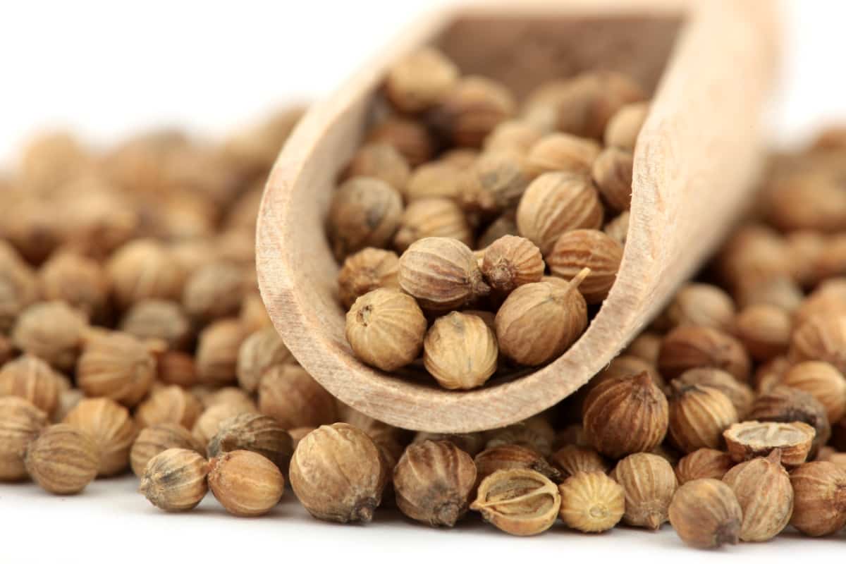 تخم گشنیز مکزیکی مناسب ترکیبات غذایی خاص