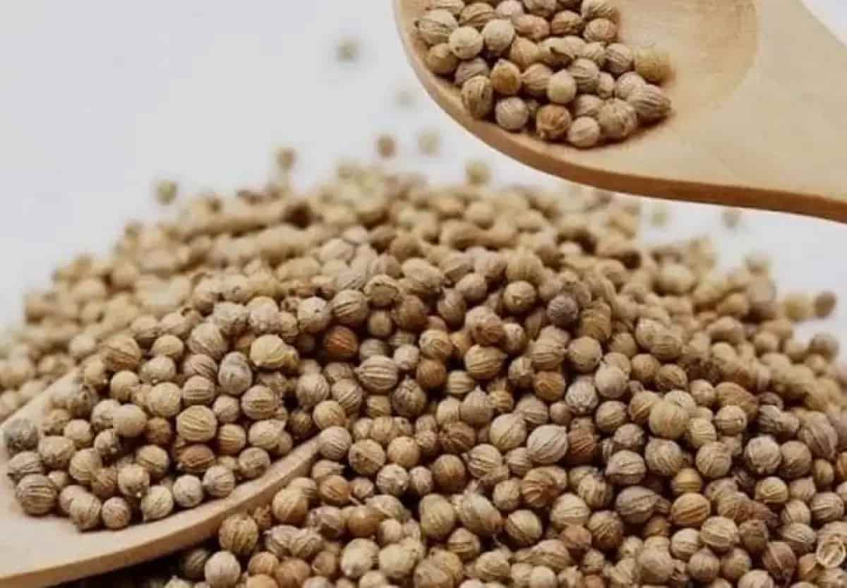 تصویر 4 از تخم گشنیز سپاهان شهر کاربری گسترده خوراکی