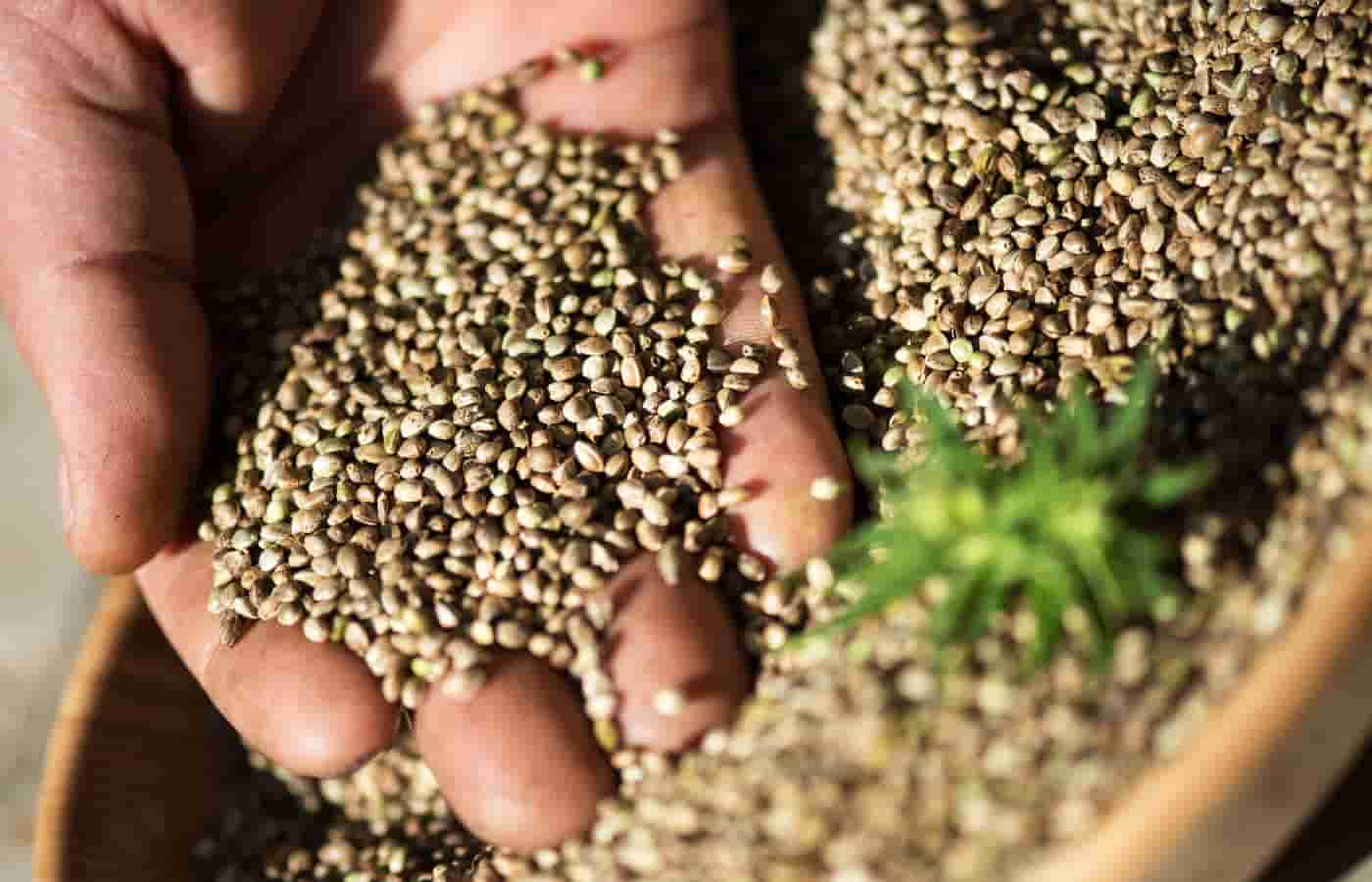 تخم گشنیز خشک فرآورده گیاه دارویی خوراکی