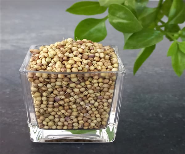 تصویر 4 از تخم گشنیز عمده تأمین پیوسته بازار مصرف