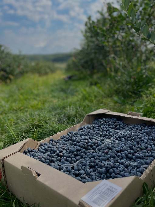 تصویر 4 از تولید مستقیم بلوبری عمده در ایران + ارسال عمده میدان تره بار