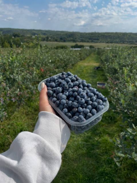 تصویر 3 از تولید مستقیم بلوبری عمده در ایران + ارسال عمده میدان تره بار