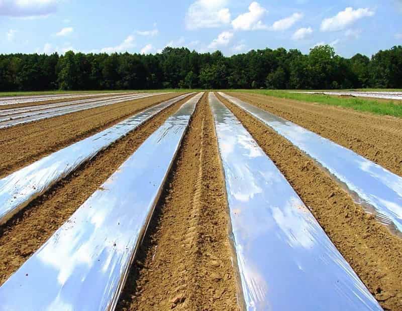 تصویر 1 از نایلون مالچ برای نگهداری رطوبت در باغ‌ ها و مزارع