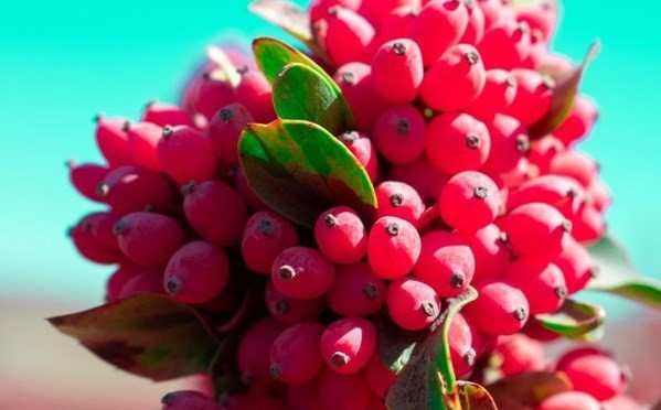 تصویر 2 از فروش مستقیم و عمده زرشک دانه اناری + قیمت ویژه