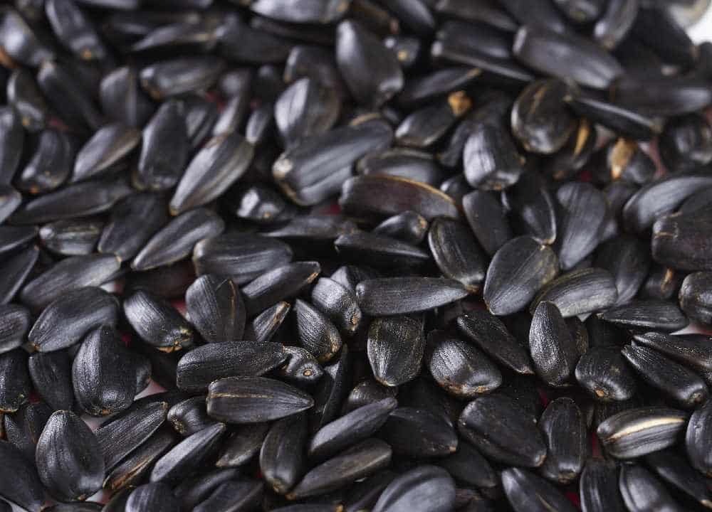 تصویر 3 از تخمه آفتابگردان سیاه با پوسته نرم و مغز خوشمزه