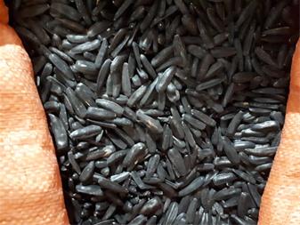 تصویر 1 از تخمه آفتابگردان سیاه با پوسته نرم و مغز خوشمزه