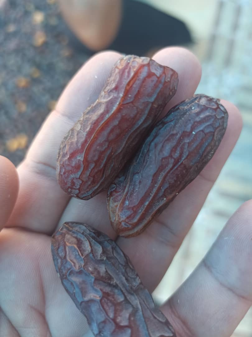 تصویر 3 از خرما پیارم تازه با ارزش اقتصادی بالا