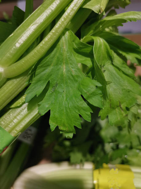 تصویر 4 از کرفس تازه‌ چین روز مناسب فروشگاه‌ های میوه و تره‌ بار