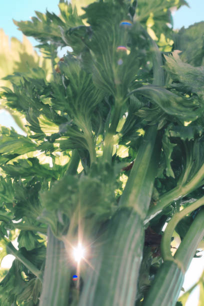 تصویر 4 از کرفس خوش‌ طعم با بافت ترد مناسب انواع سالاد