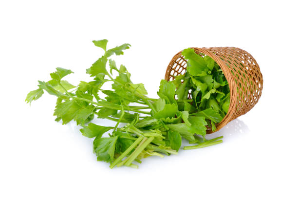 تصویر 4 از کرفس سبز تازه مناسب تهیه آب سبزیجات طبیعی