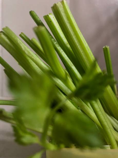 تصویر 4 از کرفس با کیفیت صادراتی یکنواخت مناسب صادرات منطقه‌ ای سبزیجات