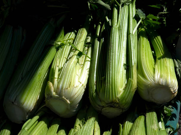 تصویر 4 از کرفس تازه بدون پژمردگی مناسب مصرف روزانه خانگی