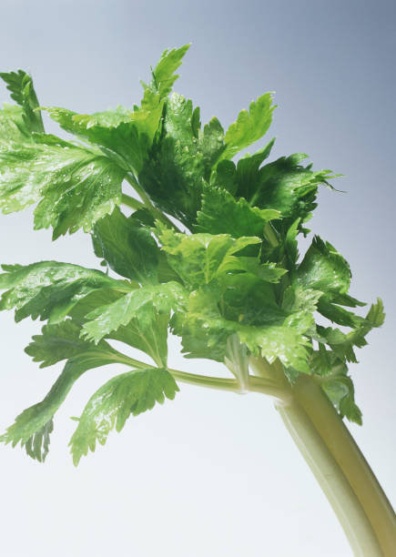 تصویر 3 از کرفس طبیعی مناسب تغذیه ورزشکاران و سبک زندگی سالم