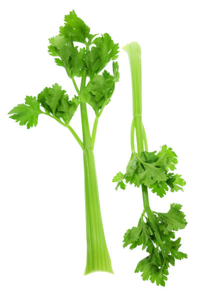 تصویر 3 از کرفس تازه ترد درجه یک مناسب ترکیب با سبزیجات معطر