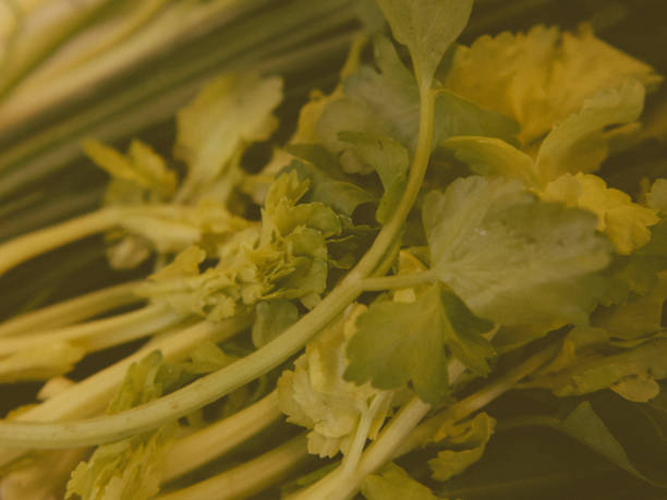 تصویر 2 از کرفس طبیعی با ارزش غذایی بالا مناسب مصرف روزانه