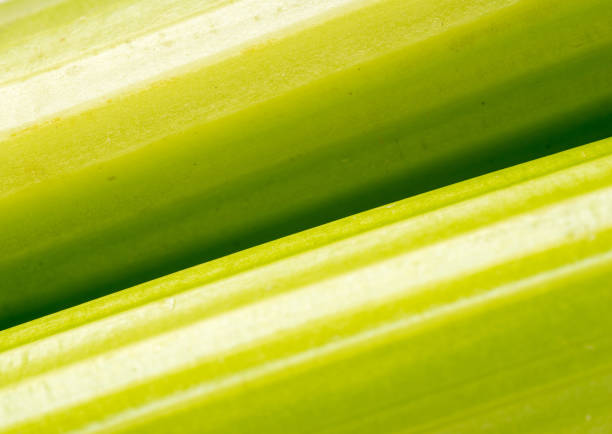 تصویر 1 از کرفس رژیمی با فیبر بالا مناسب سلامت گوارش