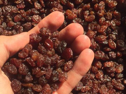 تصویر 1 از مویز درشت تیزابی دانه‌ های درشت خوش خوراک