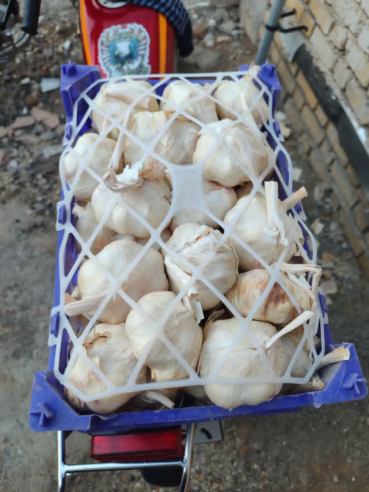 سیر و مشتقات صادرات همدان خشکبار کوثر