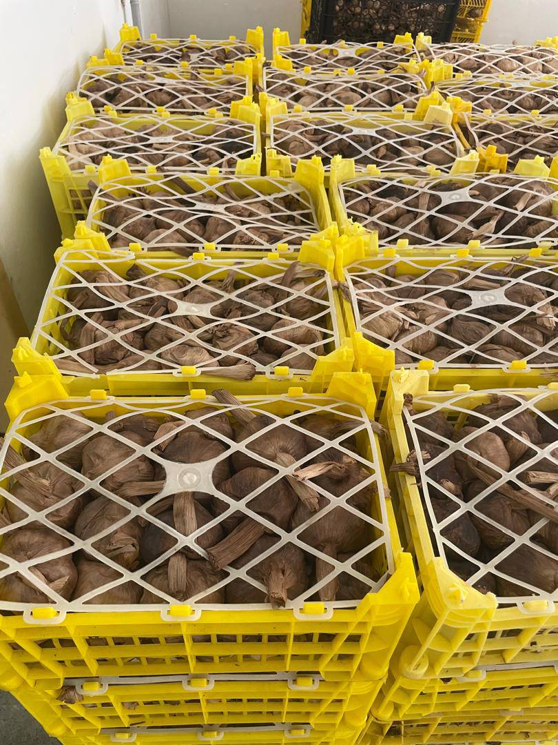 تصویر 1 از سیر و مشتقات صادرات همدان خشکبار کوثر