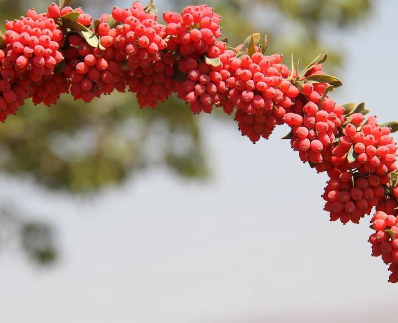 تصویر 4 از قیمت خرید زرشک پلویی + فروش استثنایی