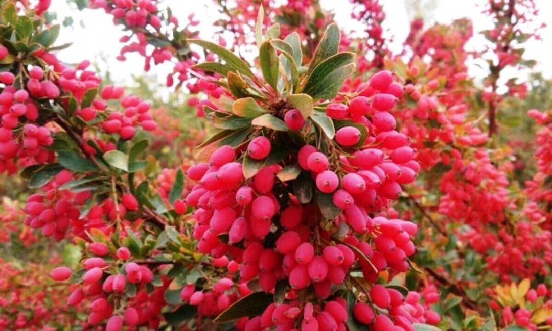 تصویر 2 از قیمت خرید زرشک پفکی صادراتی درجه یک + فروش عمده