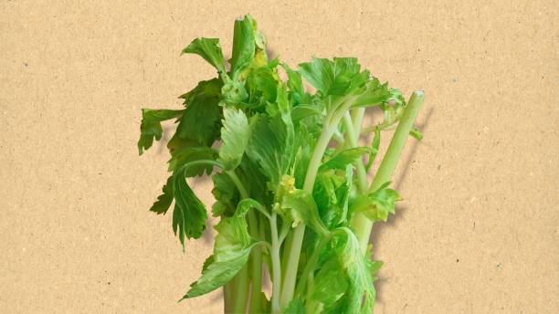 تصویر 2 از کرفس صادراتی درجه یک با کیفیت تضمینی تولید کننده