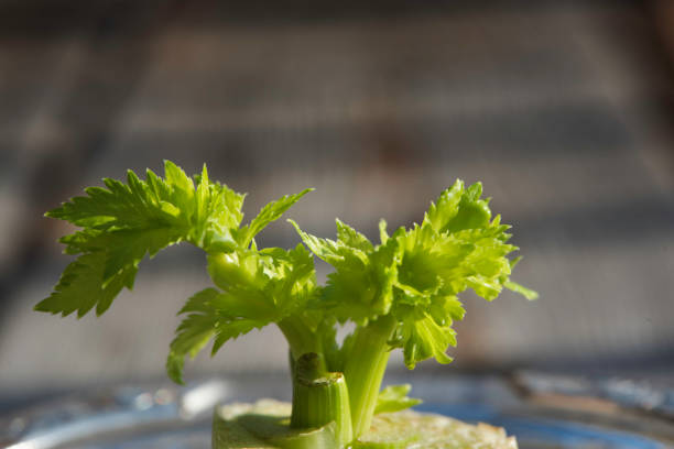 تصویر 3 از کرفس صادراتی درجه یک با کیفیت تضمینی تولید کننده