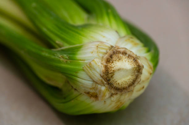 تصویر 2 از کرفس سالم تازه درجه یک مناسب تهیه غذاهای کم‌ نمک