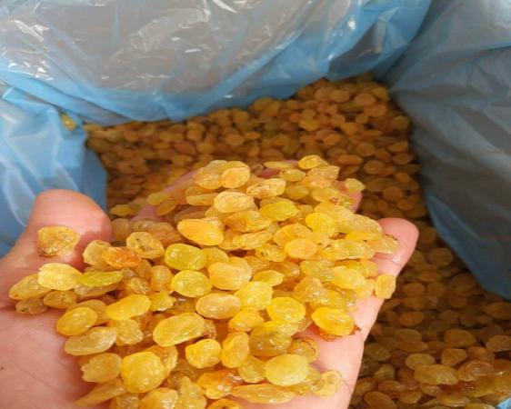 تصویر 4 از کشمش طلایی تیزابی مناسب مصرف خانگی و آشپزی