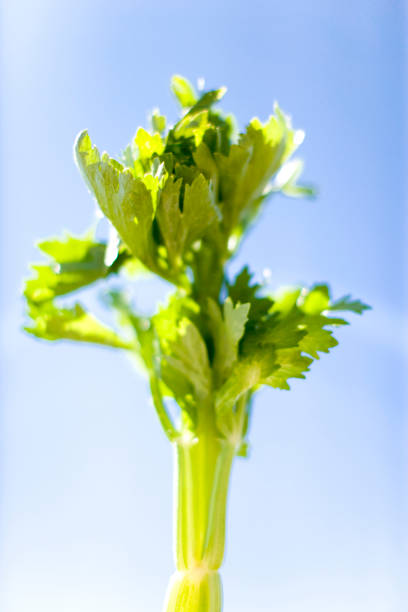 تصویر 1 از کرفس سالم صادراتی مناسب مشتریان حساس به کیفیت