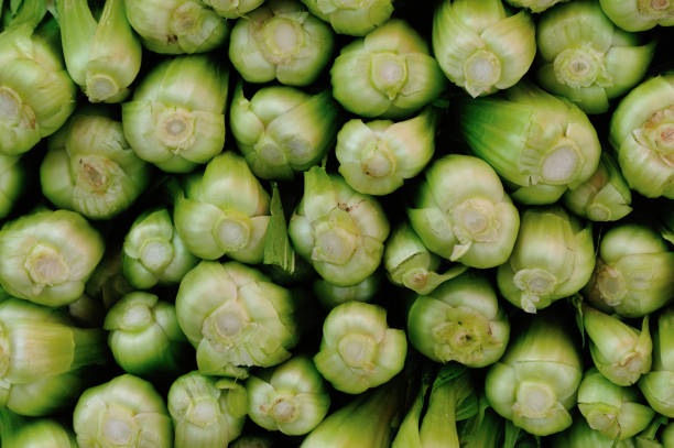 تصویر 3 از کرفس سالم صادراتی مناسب مشتریان حساس به کیفیت