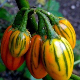 تصویر 1 از بادمجان توگا مناسب ترکیب با انواع مواد غذایی