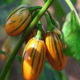 تصویر 2 از بادمجان توگا مناسب ترکیب با انواع مواد غذایی