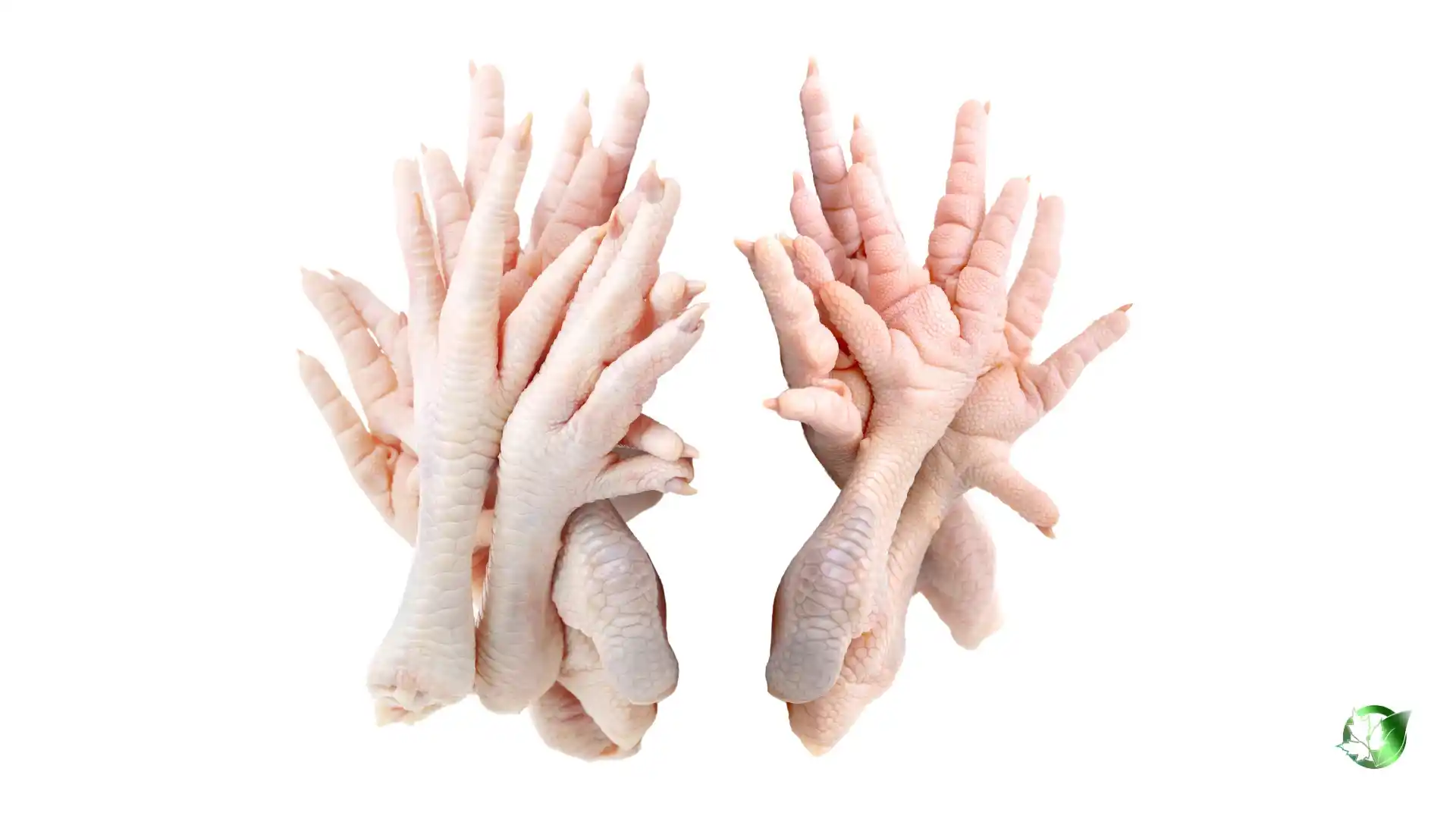 تصویر 2 از قیمت خرید پای مرغ درجه یک + فروش ویژه