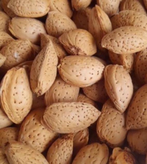 خرید بادام مامایی