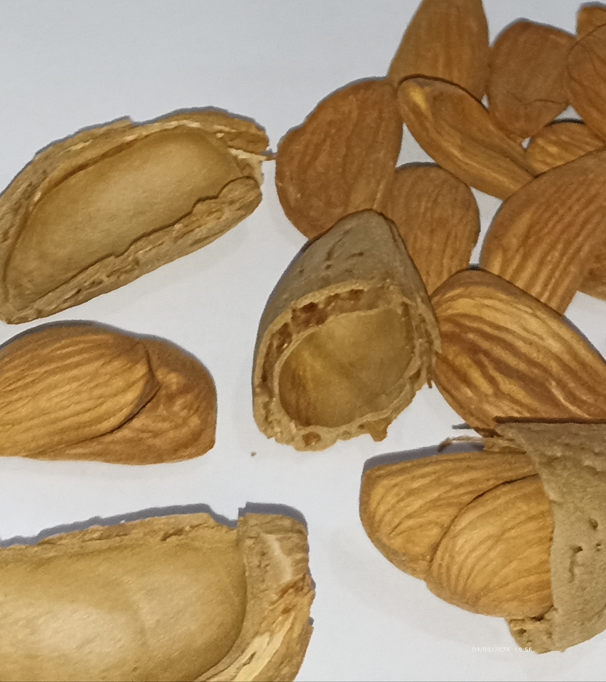 تصویر 4 از بادام مامایی با پوست نازک کاغذی و مغز سفید شیری