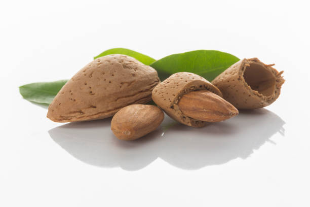 تصویر 4 از بادام مامایی با پوست قهوه ای روشن درشت ویژه صادرات