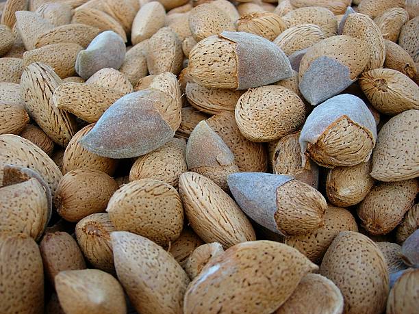 تصویر 3 از بادام مامایی ارگانیک بدون سموم شیمیایی با گواهی استاندارد