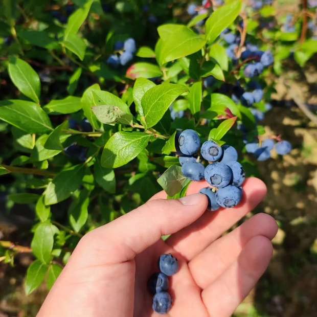 فروش عمده نهال بلوبری دو ساله میوه دار به همراه بستر کشت تخصصی و کود