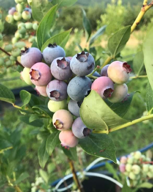 تصویر 1 از فروش عمده نهال بلوبری دو ساله میوه دار به همراه بستر کشت تخصصی و کود