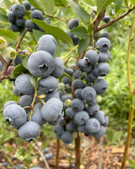 تصویر 5 از فروش عمده نهال بلوبری دو ساله میوه دار به همراه بستر کشت تخصصی و کود